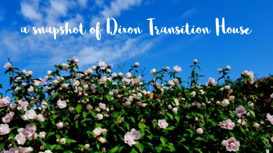 Text reading "a snapshot of Dixon Transition House" on a photo of a flower bush against a blue sky